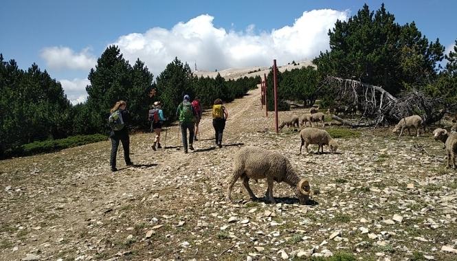 Ventoux, Dentelles de Montmirail et vignobles de Gigondas