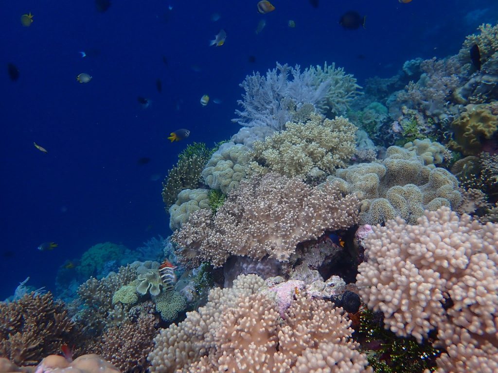 Exploration des îles Wakatobi – aventure en Indonésie