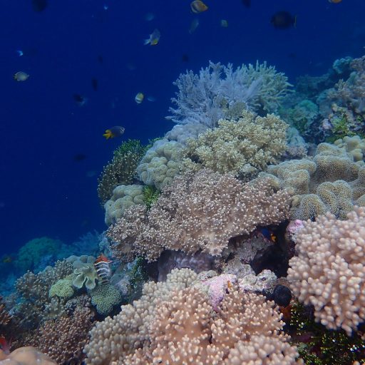 Exploration des îles Wakatobi – aventure en Indonésie