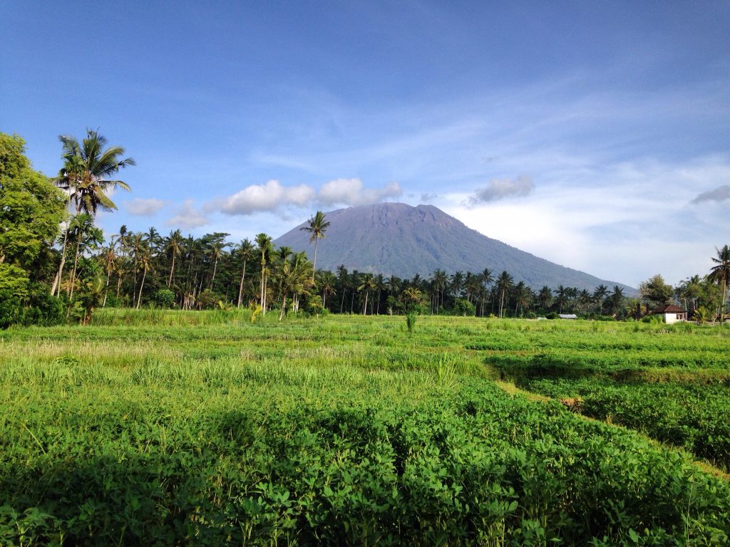 Les rizières du village de Bebandem