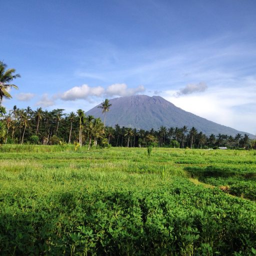 Les rizières du village de Bebandem