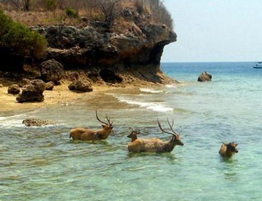 Le Parc National de Bali Barat abrite une faune variée