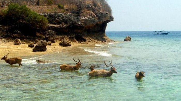 Le Parc National de Bali Barat abrite une faune variée