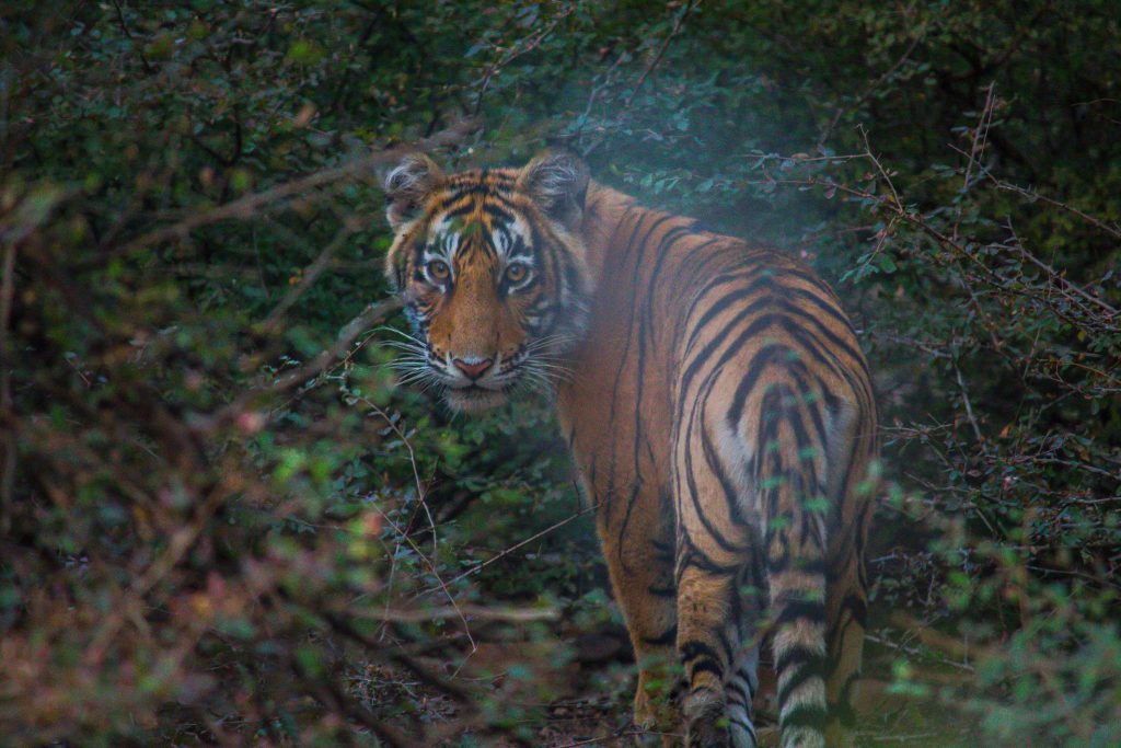 Le parc national de Ranthambore est principalement connu pour ses tigres