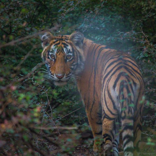 Le parc national de Ranthambore est principalement connu pour ses tigres