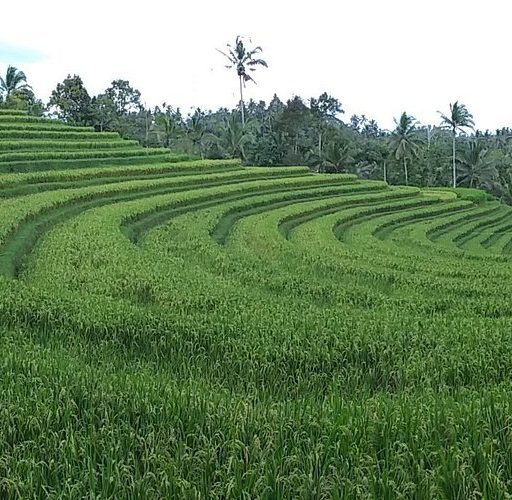 Les rizières en terrasse, plantations de café, de cacao et d'arbres fruitiers a Belimbing
