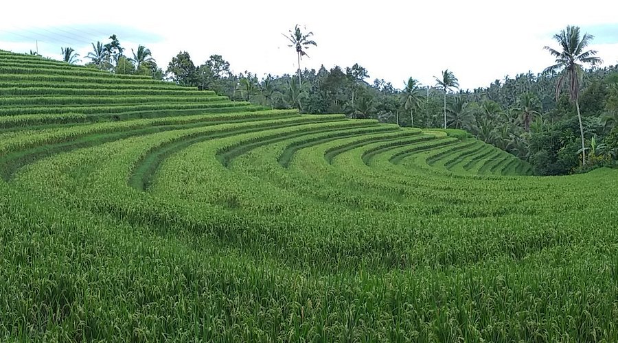 Les rizières en terrasse, plantations de café, de cacao et d'arbres fruitiers a Belimbing