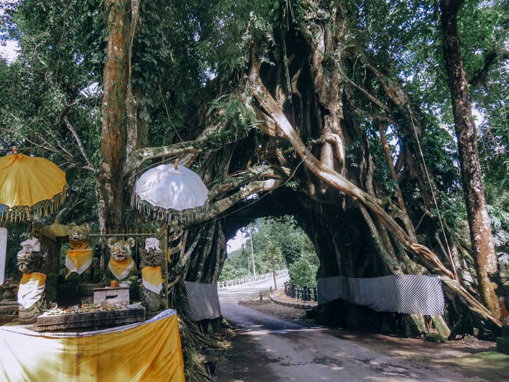 L'arbre géant sacré de Bunut Bolong