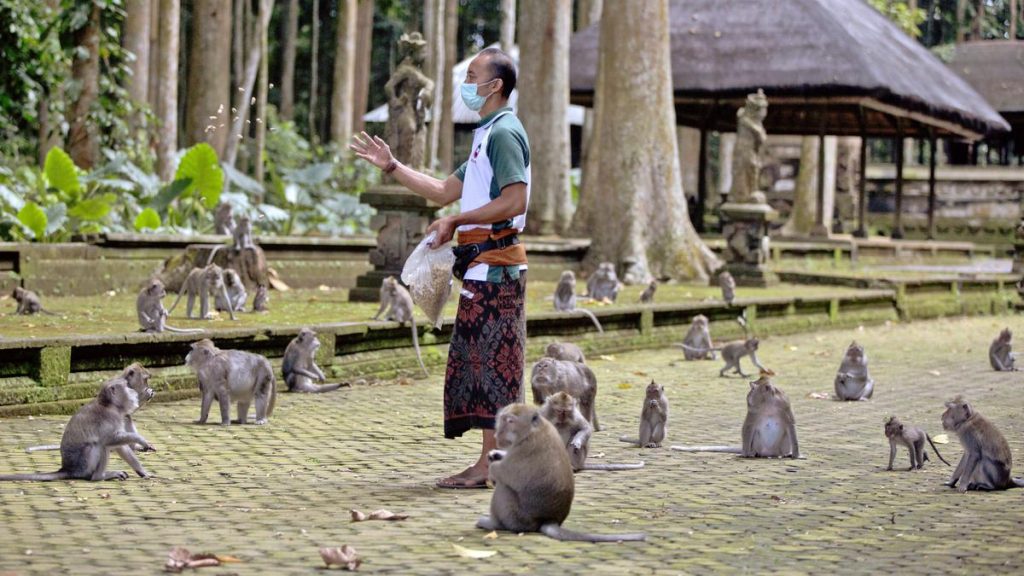 La forêt de singes de Sangeh