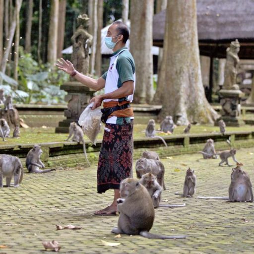La forêt de singes de Sangeh