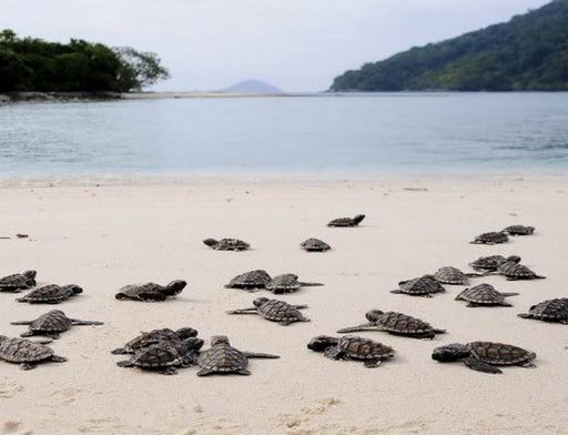 Une écloserie de tortues à Bali