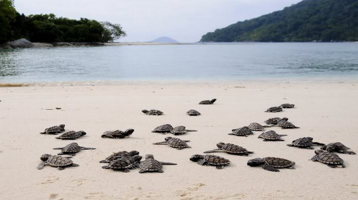 Une écloserie de tortues à Bali