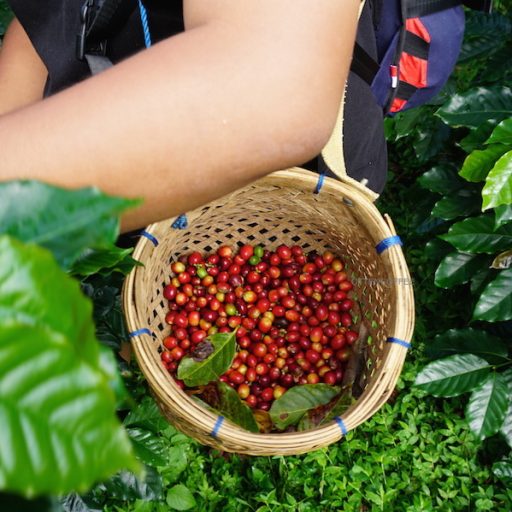 Les plantations de café a Bali