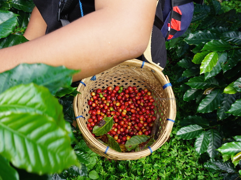 Les plantations de café a Bali