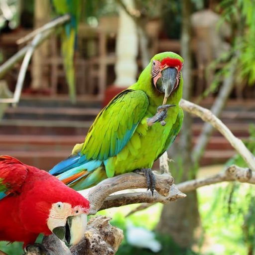 Le Parc aux Oiseaux de Bali