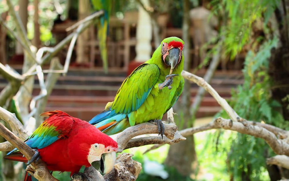Le Parc aux Oiseaux de Bali