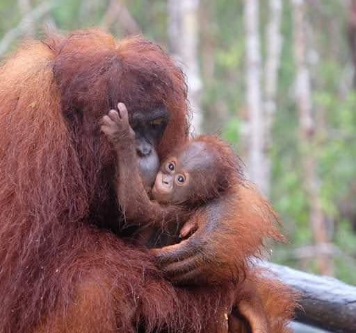 Pondok Tanggui pour réhabilitation de l’orang-outan