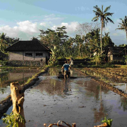 des rizières à sidemen