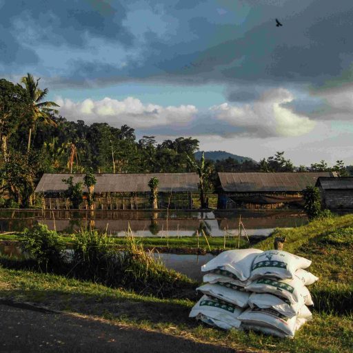 des rizières à sidemen