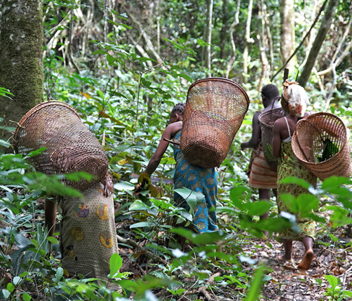 Expédition photographique de Yaoundé à Libreville